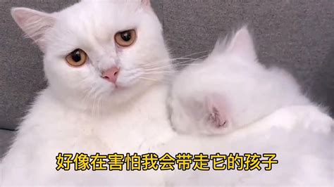 猫来家里生孩子代表什么|猫咪进家代表什么呢 猫主动来家中预兆会有好运